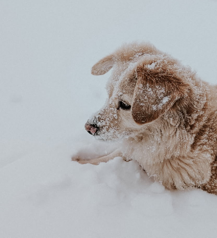 Dog playing in the snow